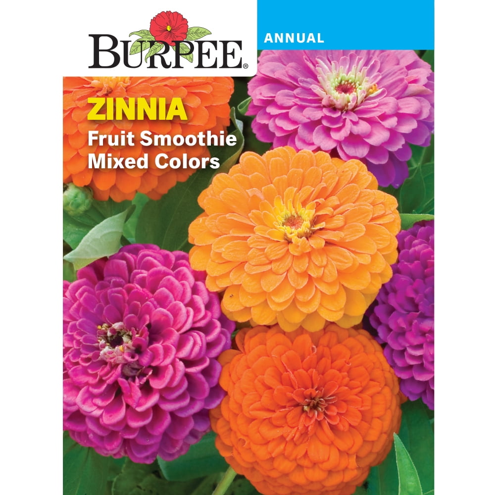 Burpee Fruit Smoothie Mixed Colors Zinnia Flower Seed, 1Pack Walmart
