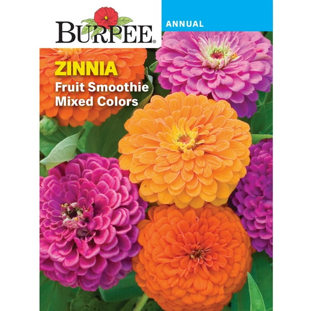 Burpee Fruit Smoothie Mixed Colors Zinnia Flower Seed, 1Pack Walmart