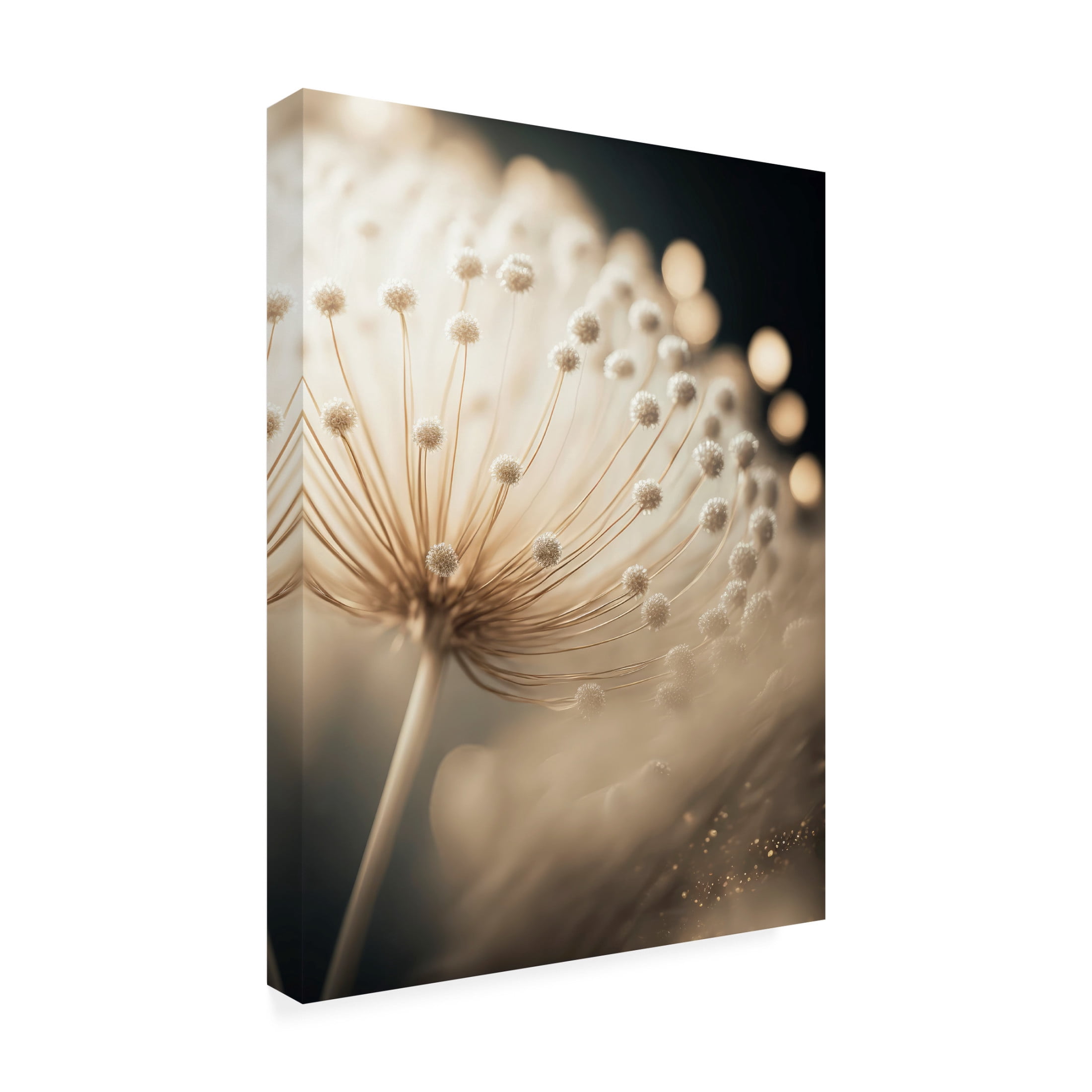 Canvas Wall Art - Treechild 'Little Pompoms' Wall Art for Living Room, Bedroom, or Office D?cor by Trademark Fine Art - 35 x 47 Inches