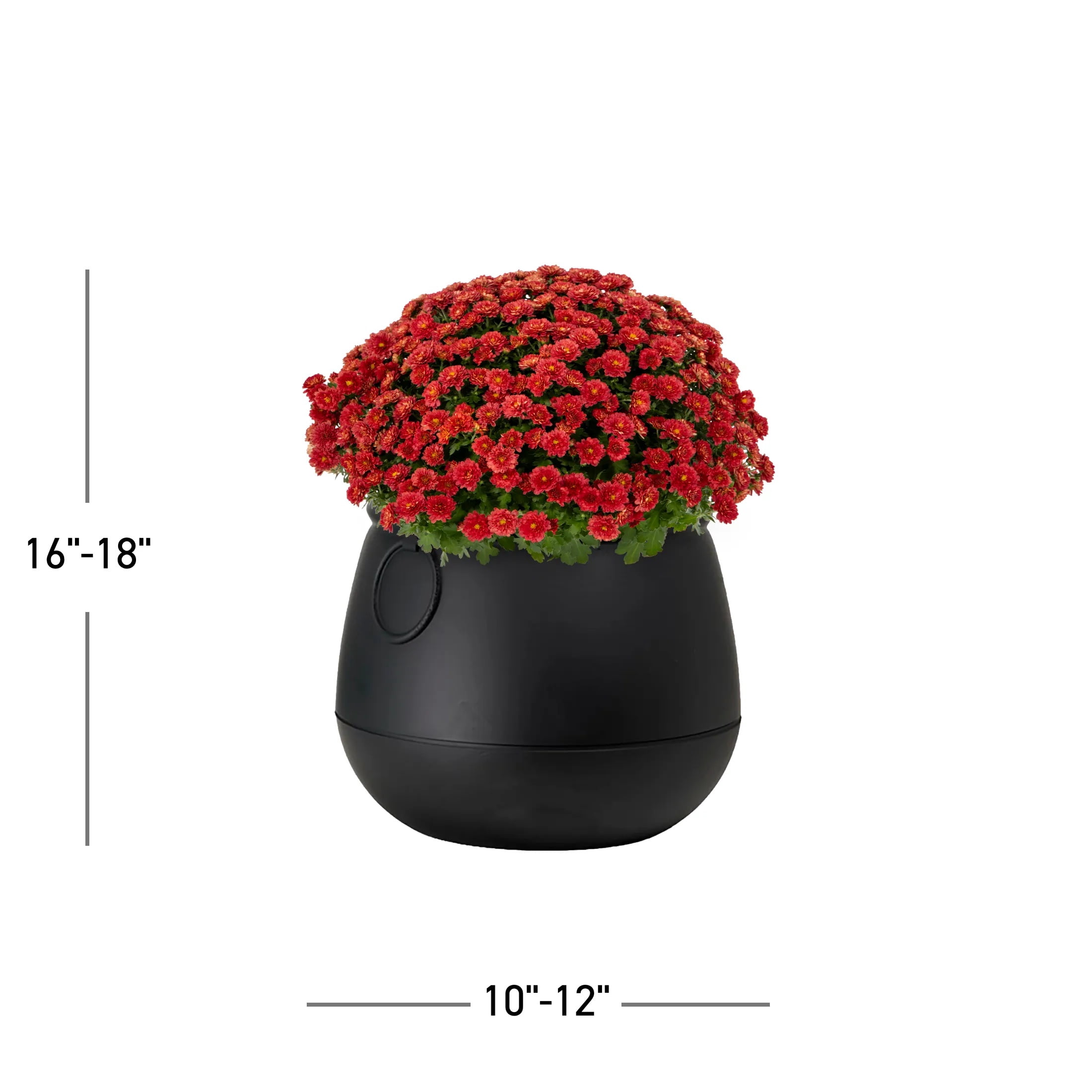 Expert Gardener 3qt Red Mum in 7" Cauldron Planter (1-pack), Fall Decor