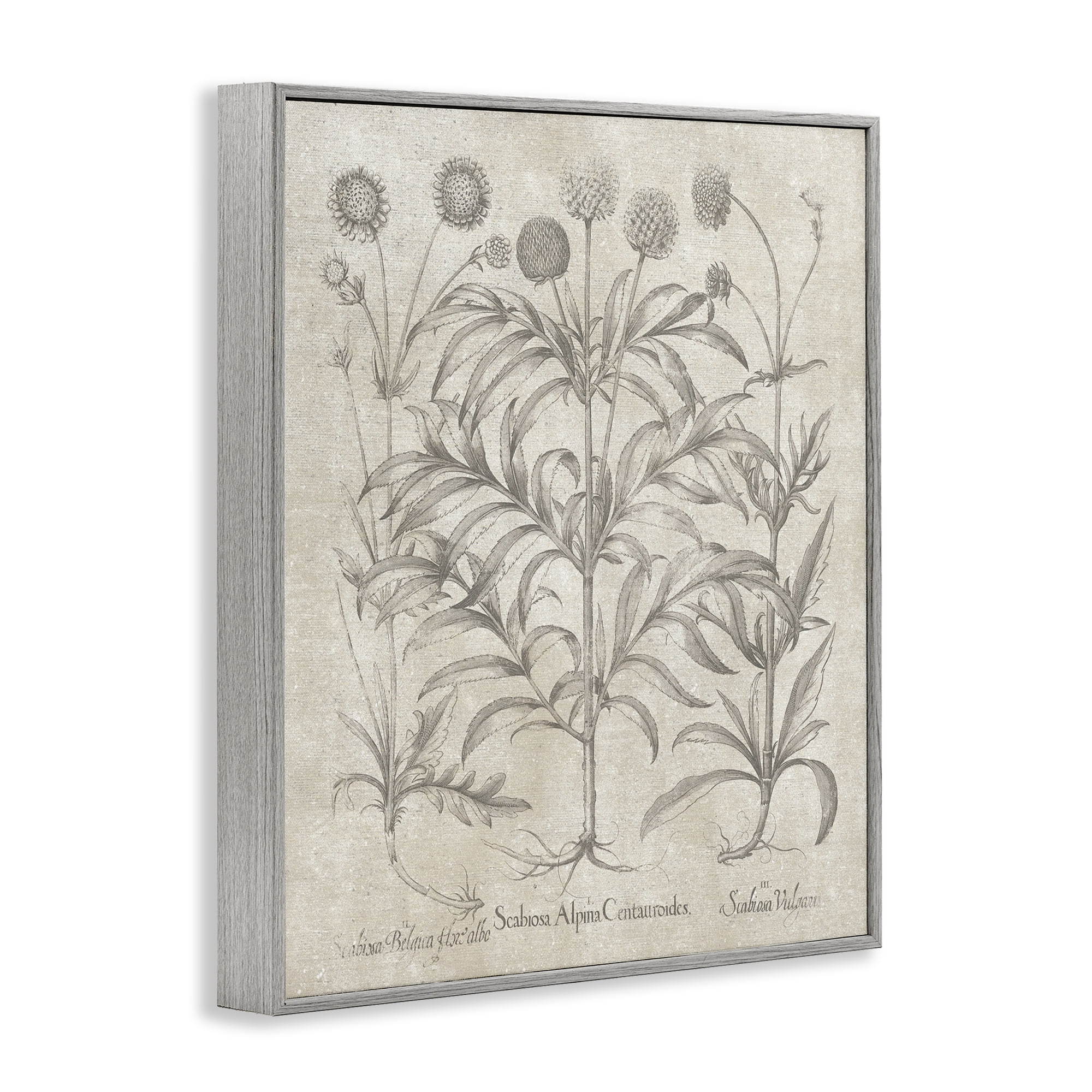 Stupell Industries Vintage Plant Life Botanical & Floral Painting Gray Framed Art Print Wall Art, 24 x 30