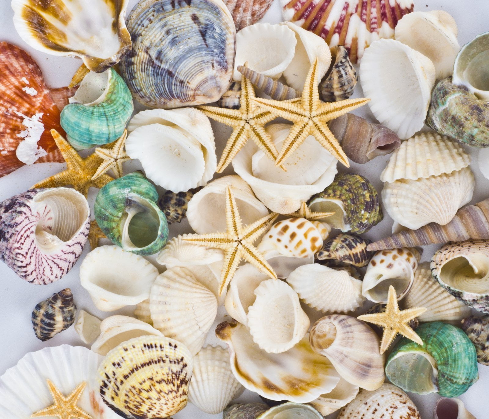 Decorative Shells  4-8 cm Sea Urchin Seashells Ornament DIY Craft Decor 
