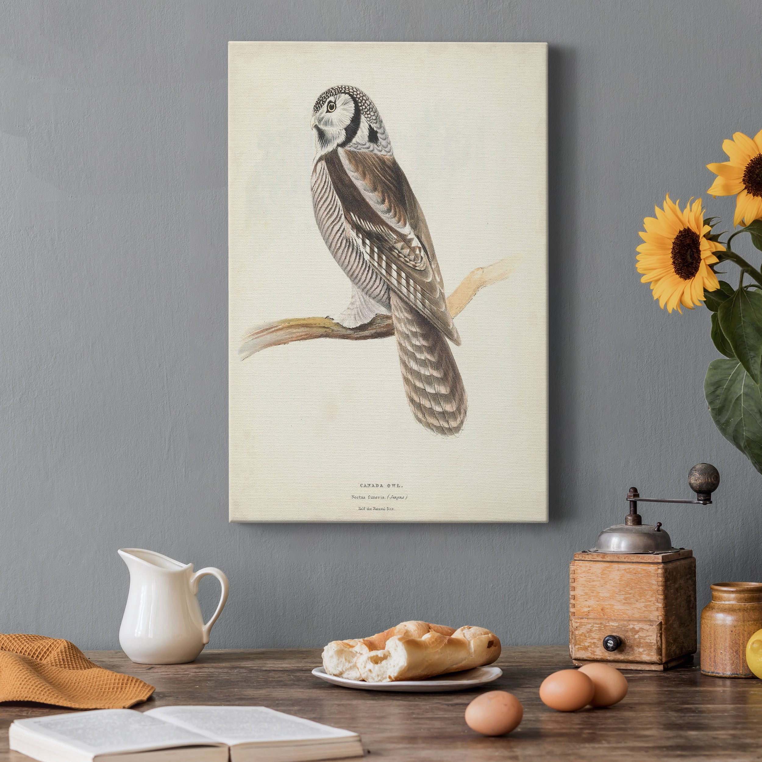 Canada Owl Premium Gallery Wrapped Canvas - Ready to Hang