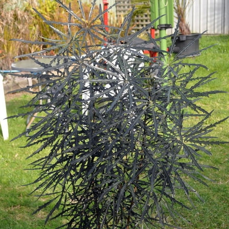 False Aralia–Schefflera elegantissima–Elegant indoor plant  6" Pot