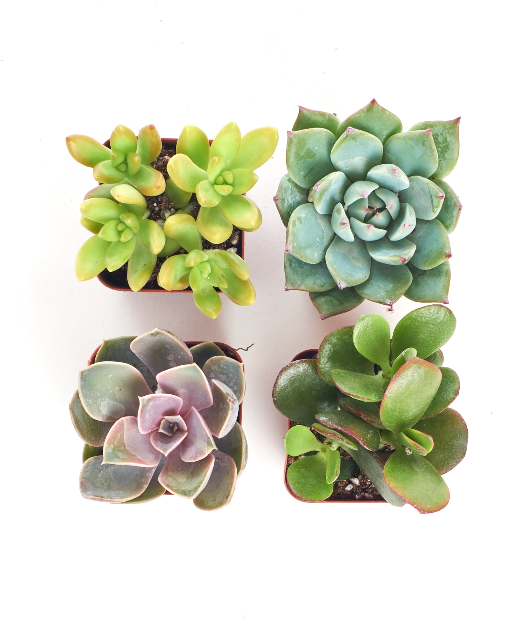 Home Botanicals 2