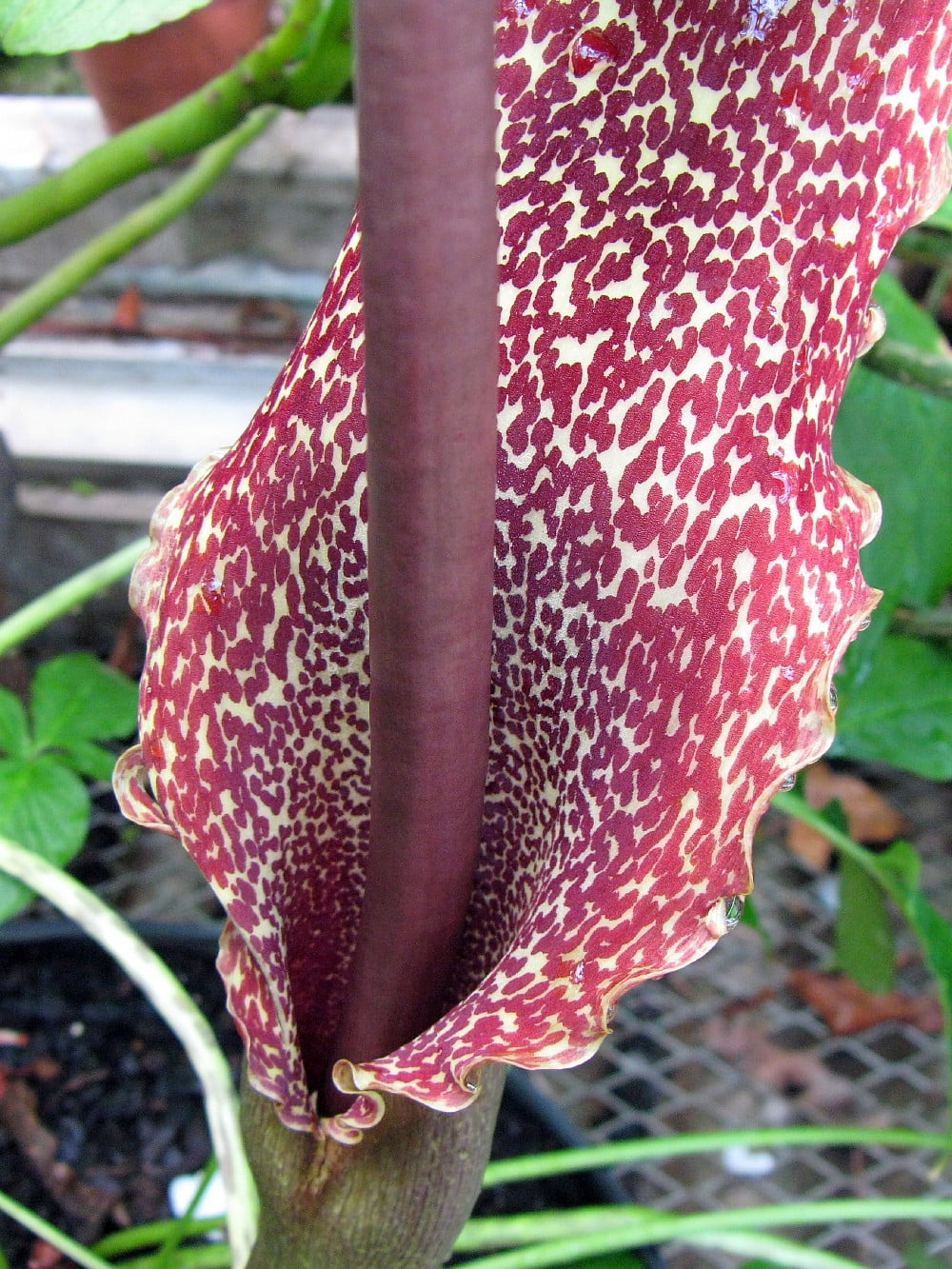Voodoo Lily Bulb Sauromatum venosum/cornutum 1 Bulb