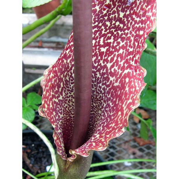 Voodoo Lily Bulb Sauromatum venosum/cornutum 1 Bulb