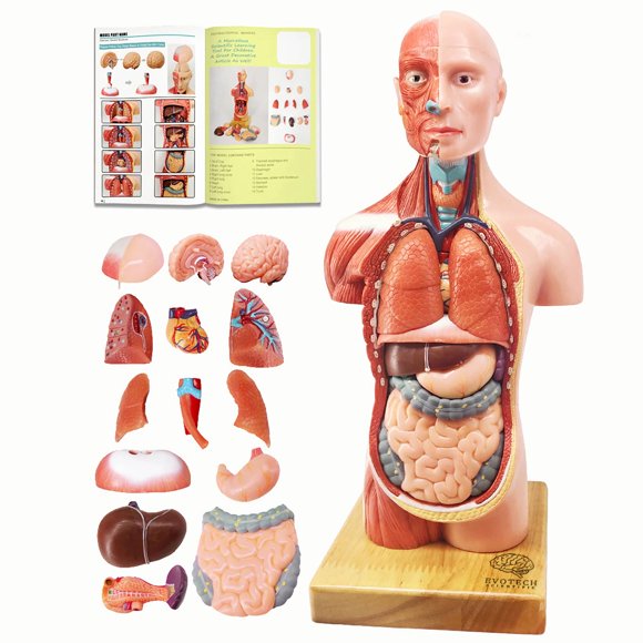 EVOTECH SCIENTIFIC 2025 New Human Body Model for Kids, 15 Pcs Removable 11 inch Human Torso Anatomy Model with Heart Head Skull Brain Skeleton Model,