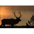 thumbnail image 2 of Galloimages Online 24x17 Gold Ornate Wood Framed with Double Matting Museum Art Print Titled - Bull Elk at Sunrise YNP, 2 of 4
