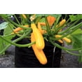 thumbnail image 3 of SMART POT 5 Gallon Fabric Grow Bag w/cut handles - Black, 3 of 6