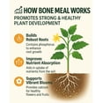 thumbnail image 6 of ⭐ 𝐁𝐄𝐒𝐓𝐒𝐄𝐋𝐋𝐄𝐑 Organic Bone Meal Fertilizer by Gardenera Labs (4-12-0 NPK) All-Natural Plant Food Source of Nitrogen and Phosphorus for Bulbs, Gardens, Potted Plants, Trees, and Shrubs - 2 QUARTS, 6 of 8