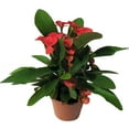 thumbnail image 3 of Rare Eos Biblical Crown of Thorns Plant - Euphorbia - Red/Pink - 2.5" Pot, 3 of 4