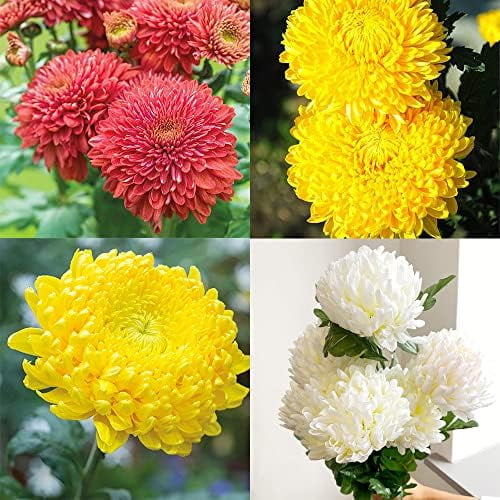 50 Mixed Chrysanthemum Seeds Hardy Garden Mum Flower Seeds Showy