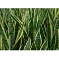 thumbnail image 4 of American Plant Exchange Sansevieria Laurentii Snake Plant in 10" Pot, Golden Edge Foliage, Easy Care, Low-Light Houseplant, 4 of 5