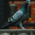 thumbnail image 4 of Blue Plastic Pigeon Leg Rings for Identification Suitable for Various Birds Durable and Compact 100Pcs, 4 of 8