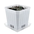thumbnail image 3 of 5 CM Haworthia Pygmaea Cactus Live Succulent Plants, Rare & Beautiful, Ideal for Garden, Bonsai, and Home Decoration, Perfect Diameter for Miniature Gardens, 3 of 6