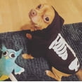 thumbnail image 5 of Halloween mascota perro gato calavera sudaderas con capucha brillante esqueleto huesos traje para perros gatos (S) brillar Electrónica, 5 of 5
