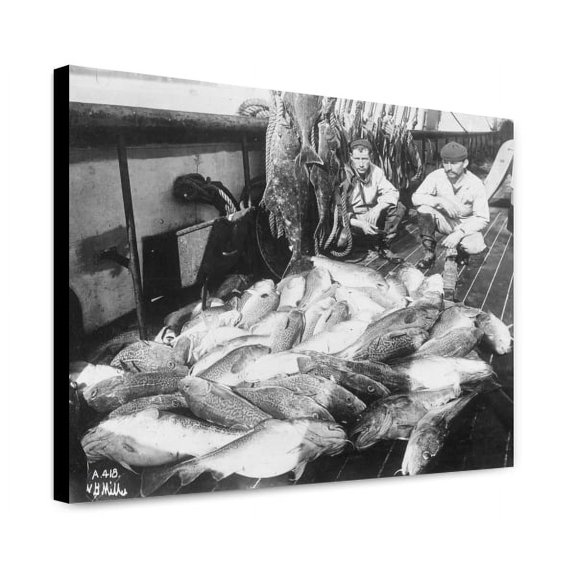 Canvas Print: Cod And Halibut, circa 1900