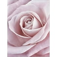 thumbnail image 2 of Pink Rose, Botanical Stretched Canvas Wall Art by Cora Niele Sold by Art.Com, 2 of 5