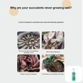 thumbnail image 2 of 300ml Nutrient for Promoting Succulent Germination and Growth, 2 of 5
