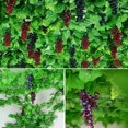 thumbnail image 4 of 3 racimos de uvas artificiales, mini racimos de uvas de goma, racimos de uvas falsos, uvas decorativas, adornos colgantes, decoración romántica realista para el hogar, boda, fiesta, jardín ER, 4 of 5