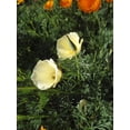 thumbnail image 4 of TomorrowSeeds - Ivory Castle California Poppy Seeds - 2000+ Count - For 2026 Planting Cream White, 4 of 10