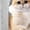 Antique White, variant on GIMMYFIVE Double Room Cat Litter Box Enclosure, Wooden Hidden Cat Washroom with Storage