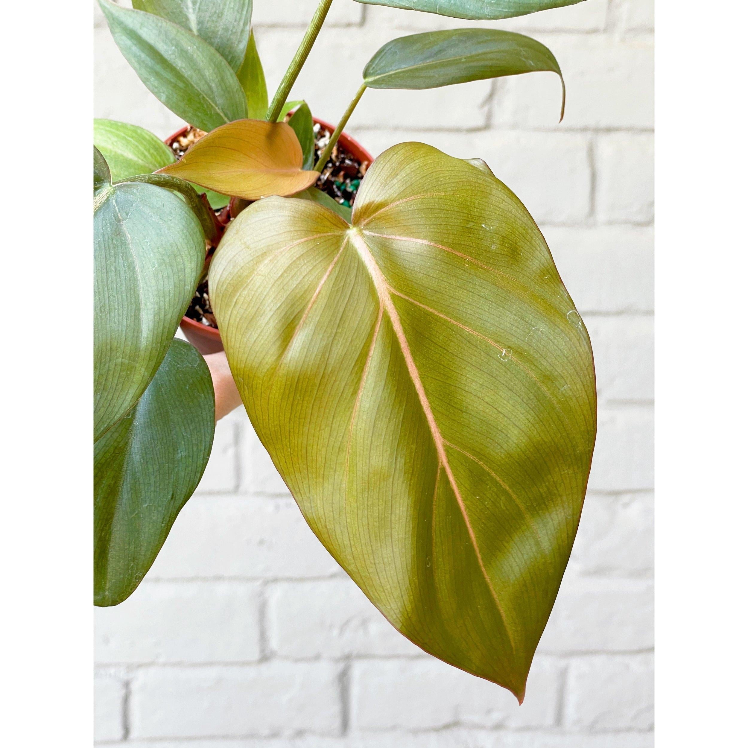 Summer Glory Philodendron-Tropical Indoor Plant-Air Purifying Qualities  10" Pot