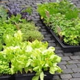 thumbnail image 4 of Bandejas De Cultivo De Plantas Bandejas De Inicio De Plántulas Sin Agujeros Para Plántulas Jardinería Interior Germinación De Plantas Suministros De Invernadero 10 Uds Kearding HA041857-01, 4 of 6