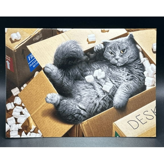 Thinking of You (Cat in box) Greeting Card w/Envelope