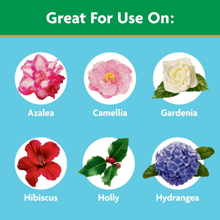 Miracle-Gro Water Soluble Azalea, Camellia, Rhododendron Plant