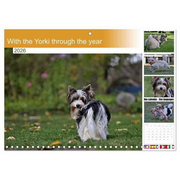 With the Yorki through the year (Monthly Wall Calendar 2026 11.7 x 16.5 (open)), CALVENDO 14 Month Calendar