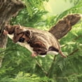 thumbnail image 2 of Marioneta de mano Folkmanis Flying Squirrel Brown, 2 of 4