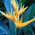 thumbnail image 3 of 2 Yellow Gold Bird of Paradise Plant Live from 6-11 Inch, Suitable for Outdoor Garden, 3 of 6