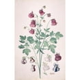 thumbnail image 2 of Pieter Holsteyn II 11x14 Gold Ornate Wood Frame and Double Matted Museum Art Print Titled - A Columbine or Granny's Bonnet (Aquilegia), with Additional Studies of Flowers (Mid-17th-Late 17th, 2 of 4