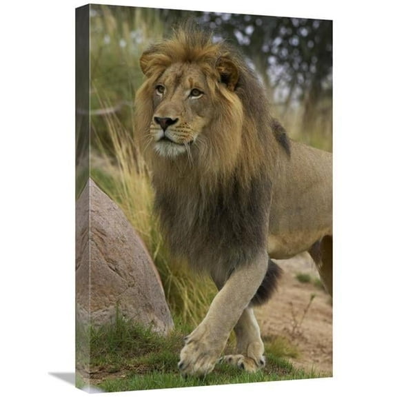 16 x 24 in. African Lion Male Portrait, Native to Africa Art Print - San Diego Zoo