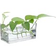 thumbnail image 1 of PATIKIL Rectangular Glass Vase 8x4x4 Inch, 1 Pcs Clear Flower Planter Terrarium Container Thickened Bottom for Wedding Home Office Decor Party Event, Transparent, 1 of 7