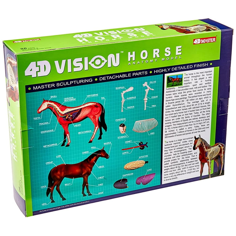 Tedco 4D Vision Horse Model