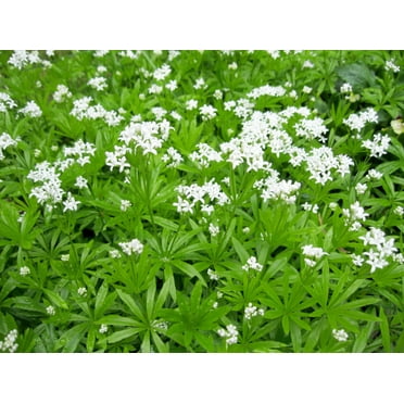 Galium odoratum - Sweet Woodruff - Live Starter Plant in a 3" Pot.