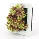 thumbnail image 3 of Plantas de simulación artificial Colgante de pared 3D / Flores de escritorio MABOTO 15, 3 of 7