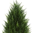 thumbnail image 4 of Nearly Natural 3 ft. Cypress Tower Artificial Tree, UV Resistant (Indoor/Outdoor), 4 of 5