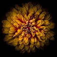 thumbnail image 3 of Carson, Brian 12x12 Black Modern Framed Museum Art Print Titled - Orange Chrysanthemum, 3 of 5