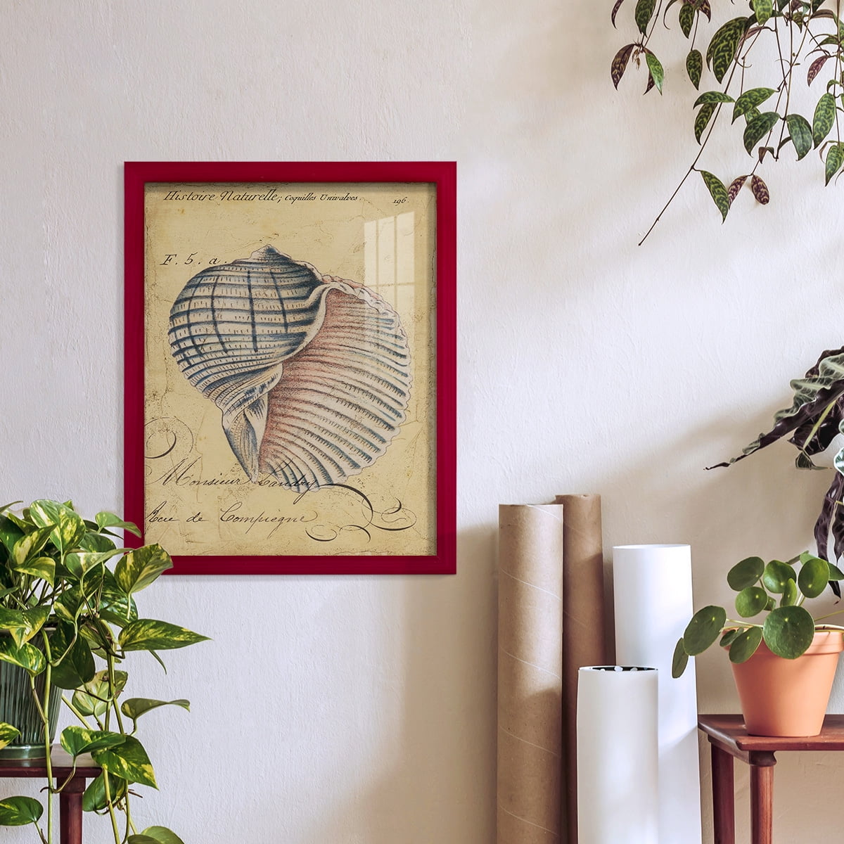 Seashell Ephemera V - Framed Print w/glass - Cherry Red