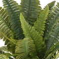 thumbnail image 3 of Boston Fern Bush Fern Collection by Ashland, 3 of 3