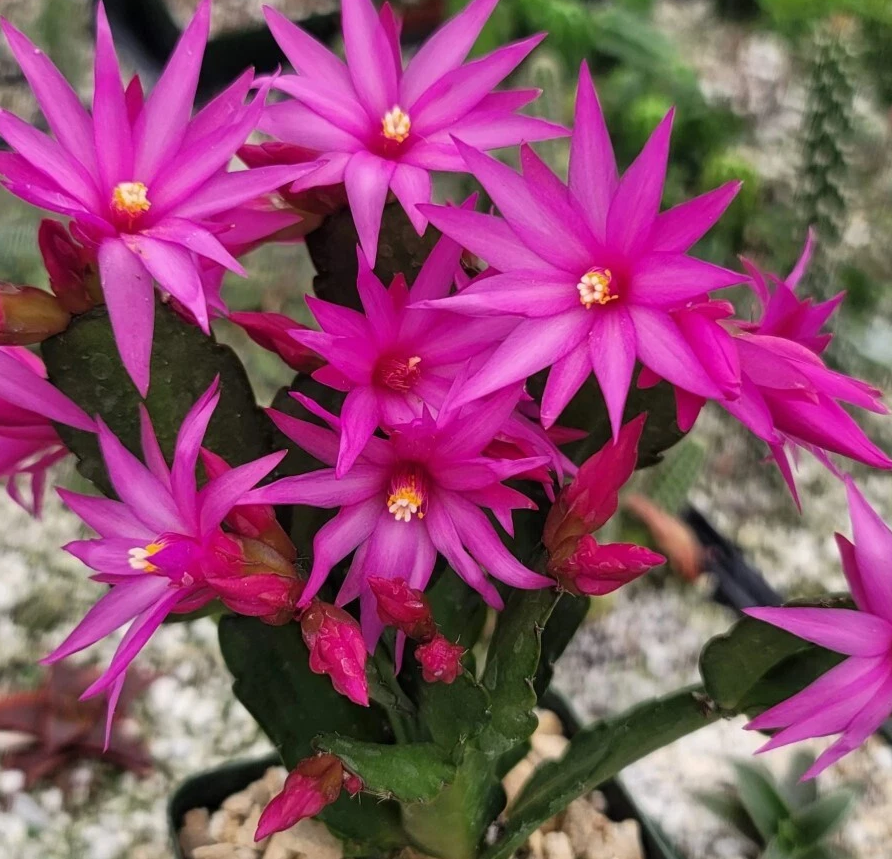 Pink Easter Cactus Plant Live for Planting, Easter Cactus Flower Plant for Indoor Outdoor 4 to 6 Inch Tall