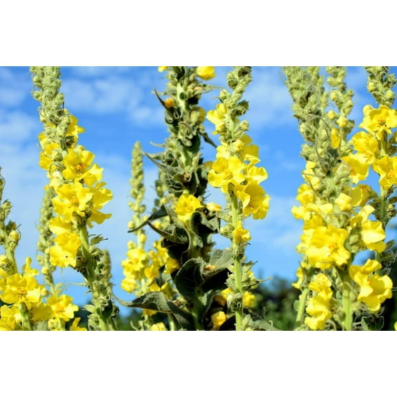 50 Seeds Mullein Seed Ornamental Plant Flowering, Heirloom- Non GMO - Open Pollinated - Made in USA