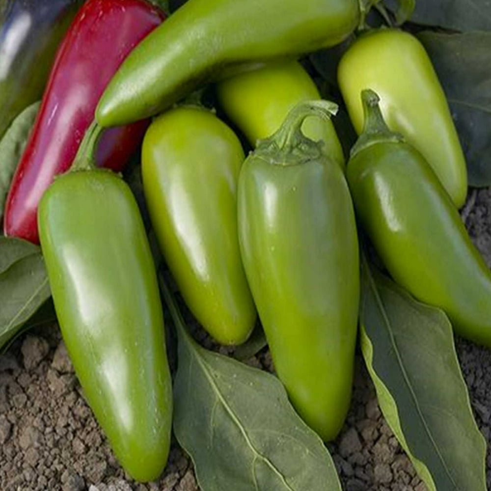 Jalapeno M Hot Pepper Garden Seeds 4 Oz NonGMO, Heirloom, Organic