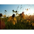 thumbnail image 5 of Brown-Eyed Susan Wildflower/ Biennal/ Full Sun/250 Seeds, 1/4 Gram/ Zellajake Farm and Garden - B116, 5 of 5