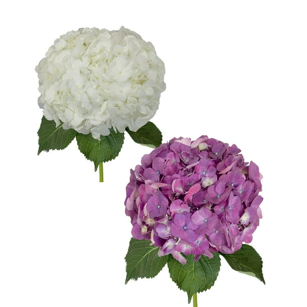 Hydrangeas 30 Stems of White and Elite Purple Farm Direct Fresh Cut