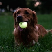 Harry Barker Durable All-Natural Rubber Balls for Dogs, 2.5 Glow Balls, Yellow, 2 Pack Set